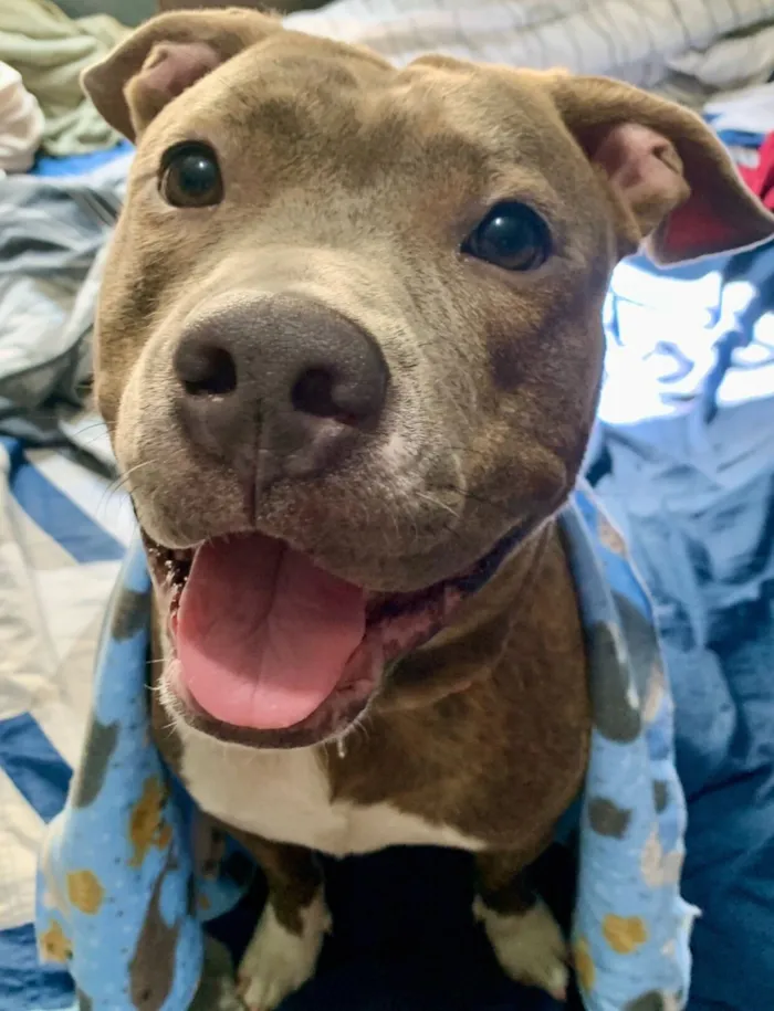 Cachorro raça Pit-Bull idade 2 anos nome Bellona