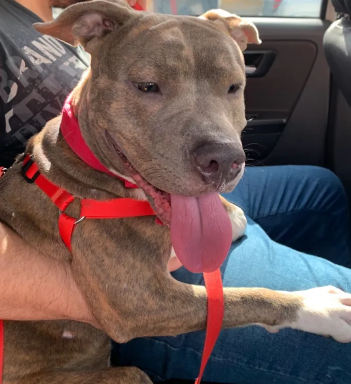 Cachorro raça Pit-Bull idade 2 anos nome Bellona