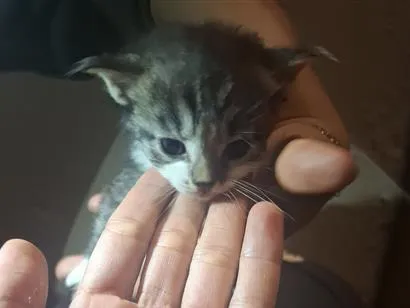 Gato raça SRD-ViraLata idade 2 a 6 meses nome Sem nomes 