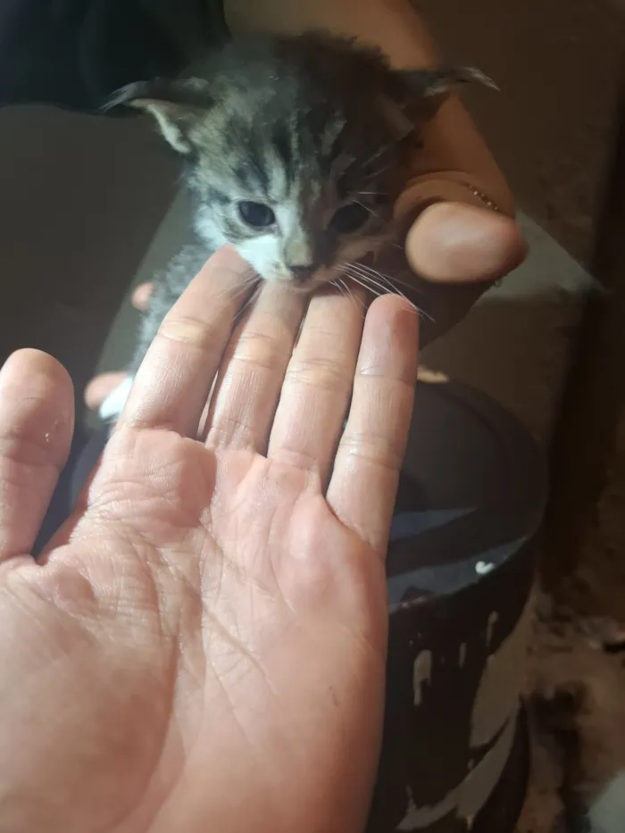 Gato raça SRD-ViraLata idade 2 a 6 meses nome Sem nomes 