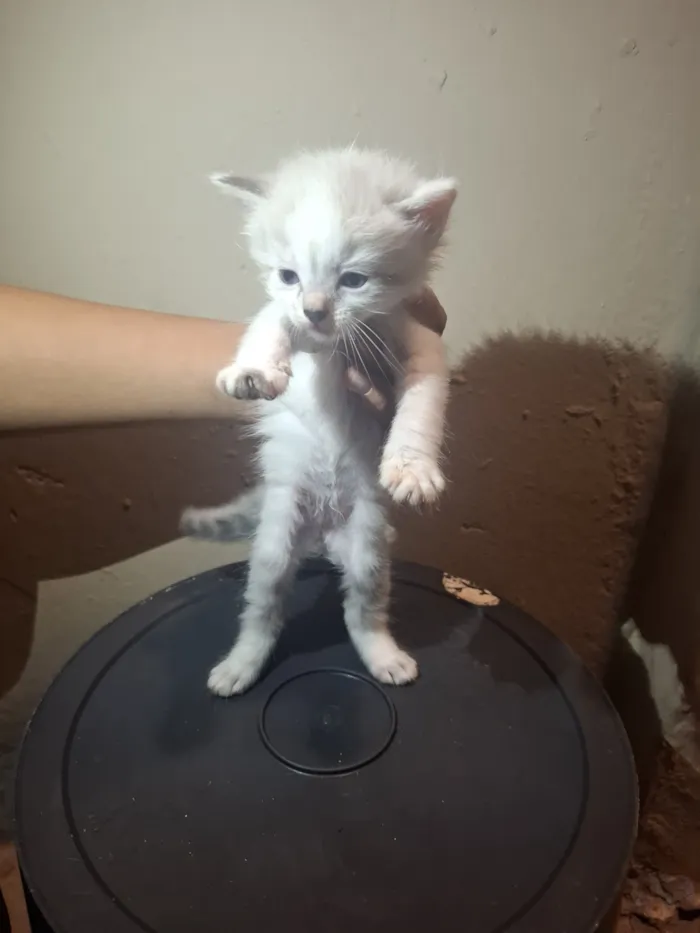 Gato raça SRD-ViraLata idade 2 a 6 meses nome Sem nomes 