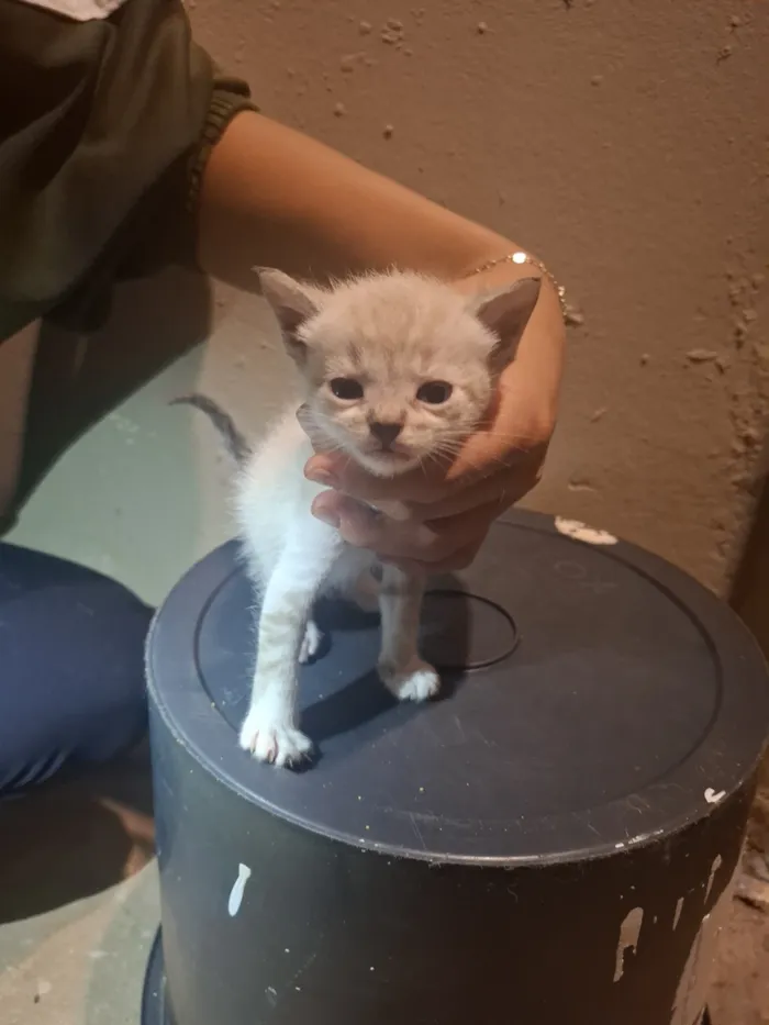 Gato raça SRD-ViraLata idade 2 a 6 meses nome Sem nomes 