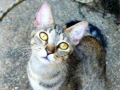 Gato raça SRD-ViraLata idade 1 ano nome Yzma