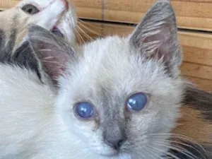 Gato raça SRD-ViraLata idade 2 a 6 meses nome SKY 