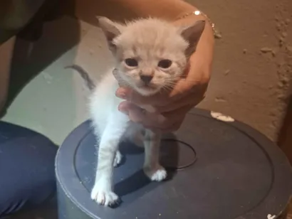 Gato raça SRD-ViraLata idade 2 a 6 meses nome Sem nomes 