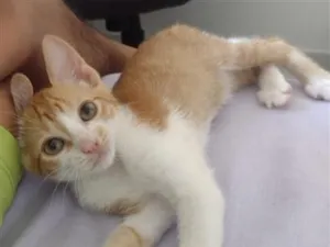 Gato raça SRD-ViraLata idade 2 a 6 meses nome não tem
