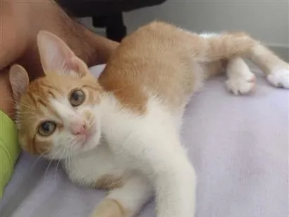 Gato raça SRD-ViraLata idade 2 a 6 meses nome não tem