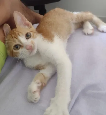Gato raça SRD-ViraLata idade 2 a 6 meses nome não tem