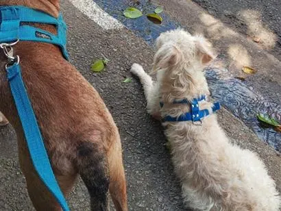 Cachorro raça SRD-ViraLata idade 1 ano nome Paçoca/ Quinho 