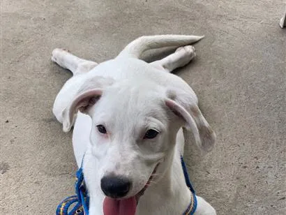 Cachorro raça SRD-ViraLata idade 2 a 6 meses nome simba