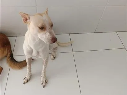 Cachorro raça SRD-ViraLata idade 1 ano nome LIZ