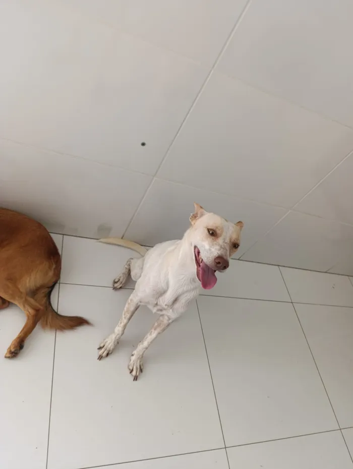 Cachorro raça SRD-ViraLata idade 1 ano nome LIZ