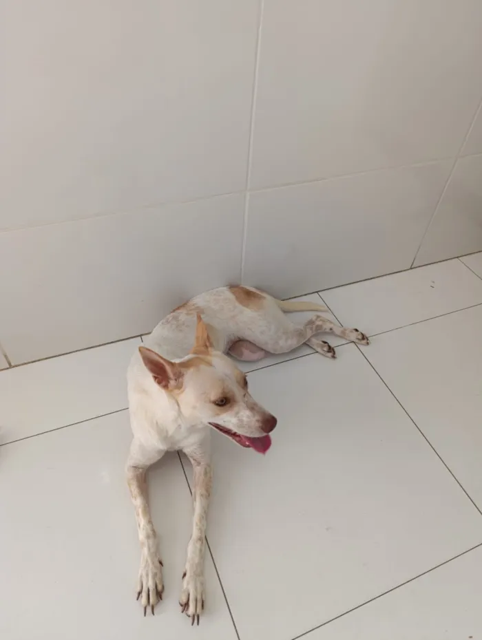 Cachorro raça SRD-ViraLata idade 1 ano nome LIZ