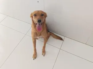 Cachorro raça SRD-ViraLata idade 1 ano nome SHELBY