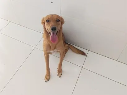 Cachorro raça SRD-ViraLata idade 1 ano nome SHELBY