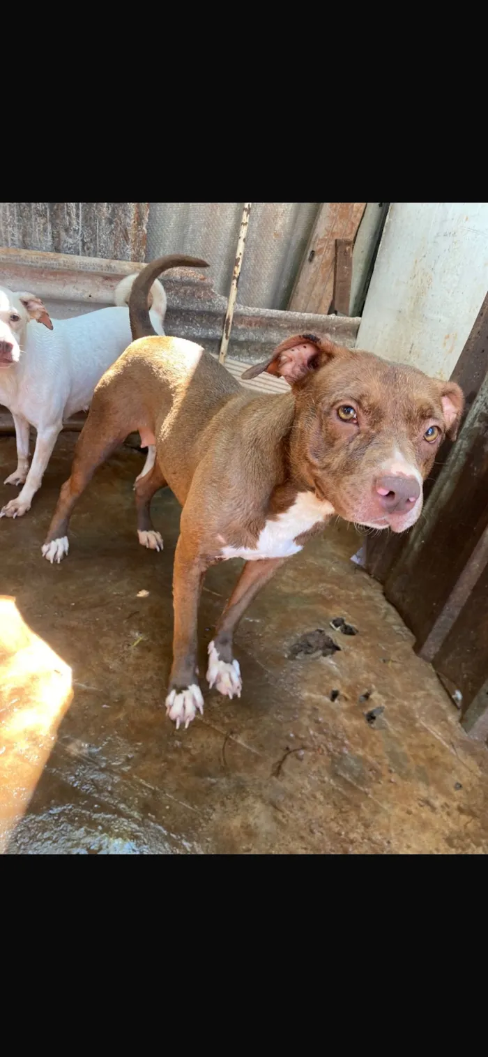 Cachorro raça Pit-Bull idade 2 anos nome Pandora