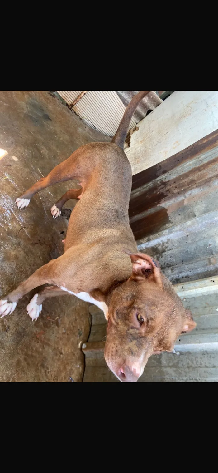 Cachorro raça Pit-Bull idade 2 anos nome Pandora