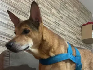 Cachorro raça SRD-ViraLata idade 1 ano nome Paçoca/ Quinho 