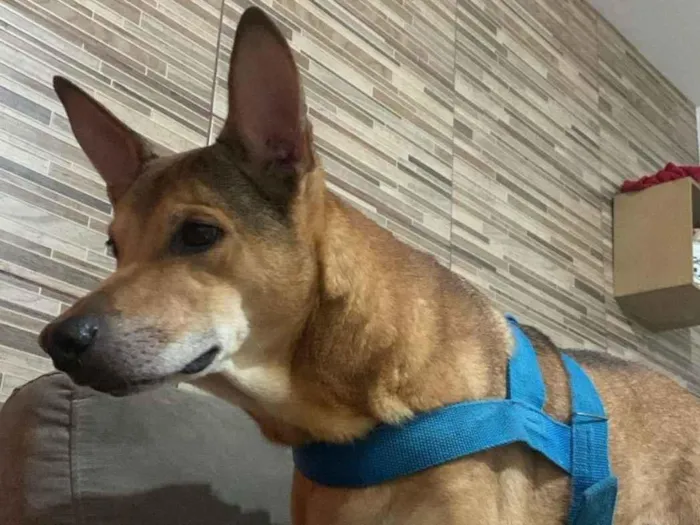 Cachorro raça SRD-ViraLata idade 1 ano nome Paçoca/ Quinho 