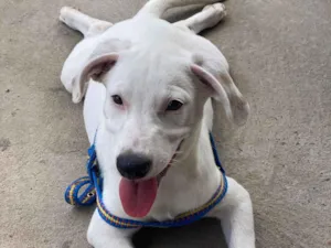 Cachorro raça SRD-ViraLata idade 2 a 6 meses nome simba