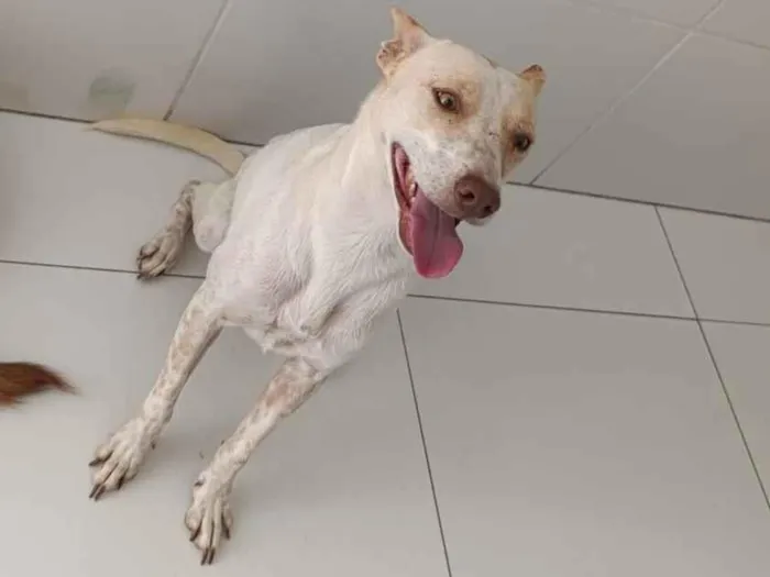 Cachorro raça SRD-ViraLata idade 1 ano nome LIZ