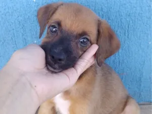 Cachorro raça SRD-ViraLata idade 2 a 6 meses nome Filhotes sem nomes