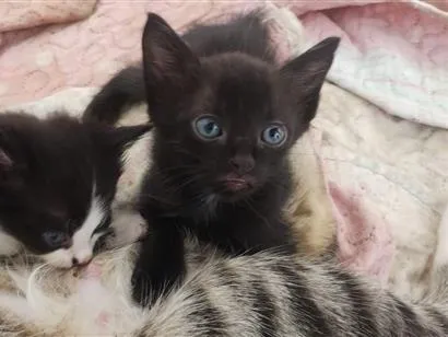 Gato raça SRD-ViraLata idade Abaixo de 2 meses nome sem nome 