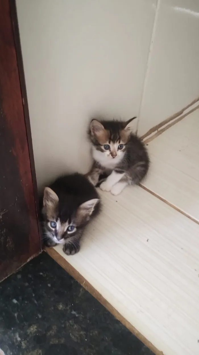 Gato raça SRD-ViraLata idade Abaixo de 2 meses nome sem nome 
