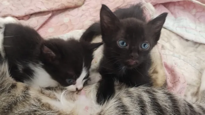 Gato raça SRD-ViraLata idade Abaixo de 2 meses nome sem nome 