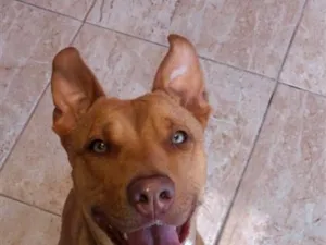Cachorro raça Pit-Bull idade 3 anos nome Zara