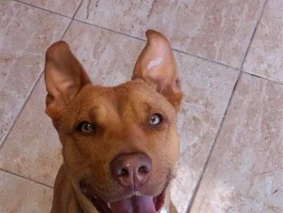 Cachorro raça Pit-Bull idade 3 anos nome Zara