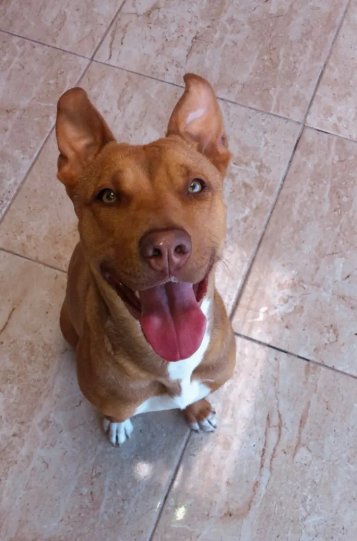 Cachorro raça Pit-Bull idade 3 anos nome Zara