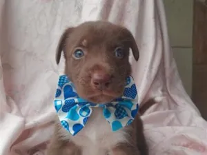 Cachorro raça SRD-ViraLata idade 2 a 6 meses nome badbunny