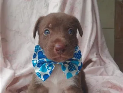 Cachorro raça SRD-ViraLata idade 2 a 6 meses nome badbunny