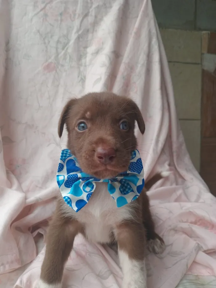 Cachorro raça SRD-ViraLata idade 2 a 6 meses nome badbunny