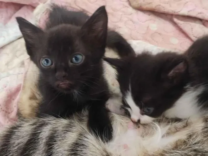Gato raça SRD-ViraLata idade Abaixo de 2 meses nome sem nome 