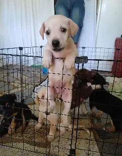 Cachorro raça SRD-ViraLata idade 2 a 6 meses nome igga