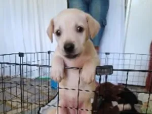 Cachorro raça SRD-ViraLata idade 2 a 6 meses nome igga