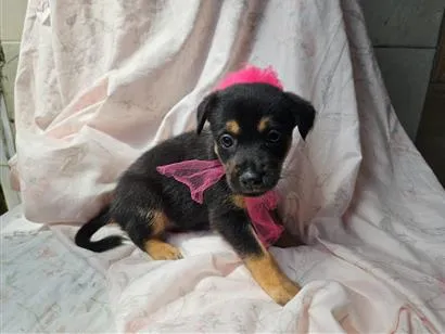 Cachorro raça SRD-ViraLata idade 2 a 6 meses nome LUAS PEQUENINA