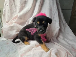 Cachorro raça SRD-ViraLata idade 2 a 6 meses nome LUAS PEQUENINA