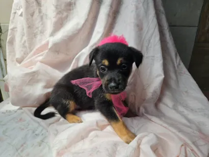 Cachorro raça SRD-ViraLata idade 2 a 6 meses nome LUAS PEQUENINA