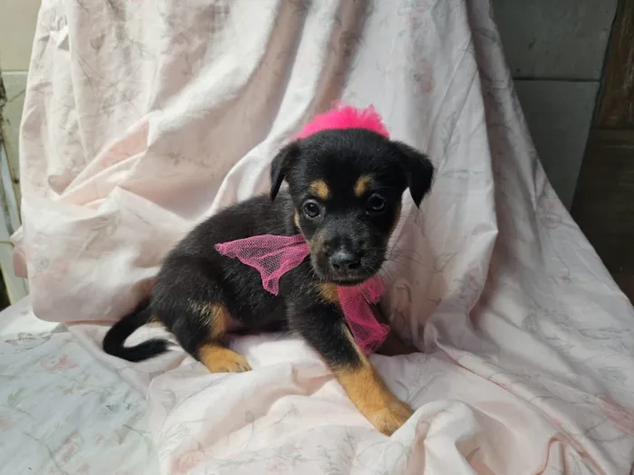 Cachorro raça SRD-ViraLata idade 2 a 6 meses nome LUAS PEQUENINA