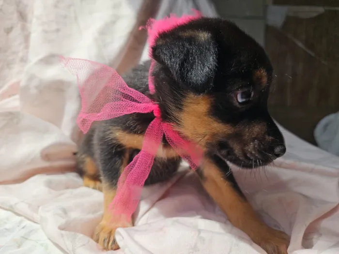 Cachorro raça SRD-ViraLata idade 2 a 6 meses nome LUAS PEQUENINA