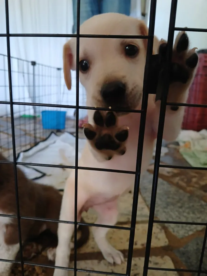 Cachorro raça SRD-ViraLata idade 2 a 6 meses nome igga