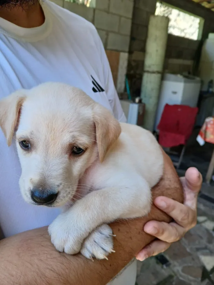 Cachorro raça SRD-ViraLata idade 2 a 6 meses nome igga