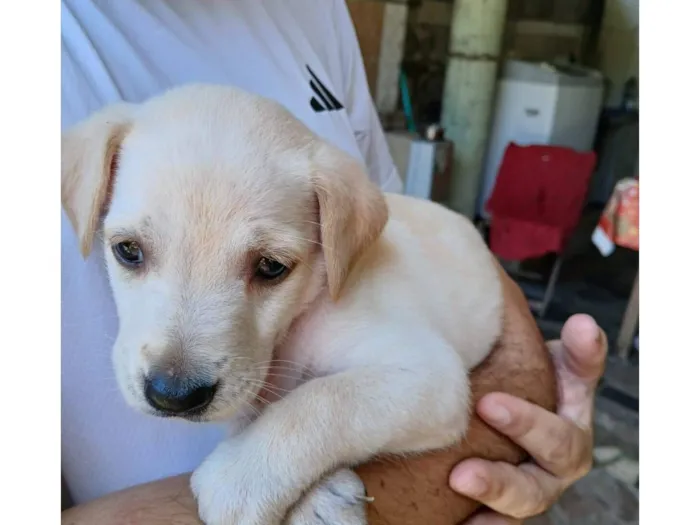 Cachorro raça SRD-ViraLata idade 2 a 6 meses nome igga