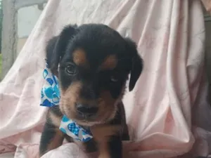 Cachorro raça SRD-ViraLata idade 2 a 6 meses nome Martin