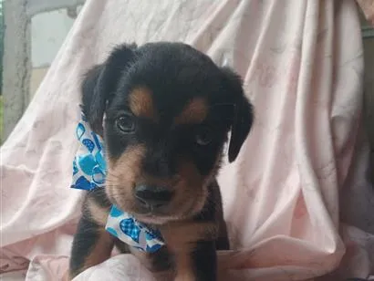 Cachorro raça SRD-ViraLata idade 2 a 6 meses nome Martin