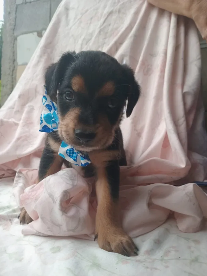 Cachorro raça SRD-ViraLata idade 2 a 6 meses nome Martin