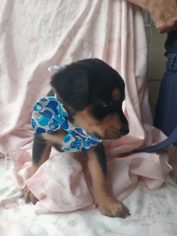 Cachorro raça SRD-ViraLata idade 2 a 6 meses nome Martin